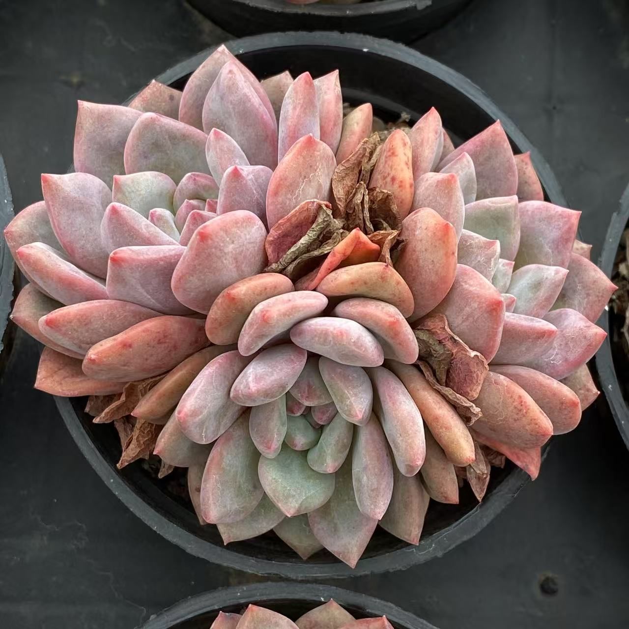 RC2027×40 リンセツ３頭 抜き苗 多肉植物 アエオニウム エケベリア 韓国苗