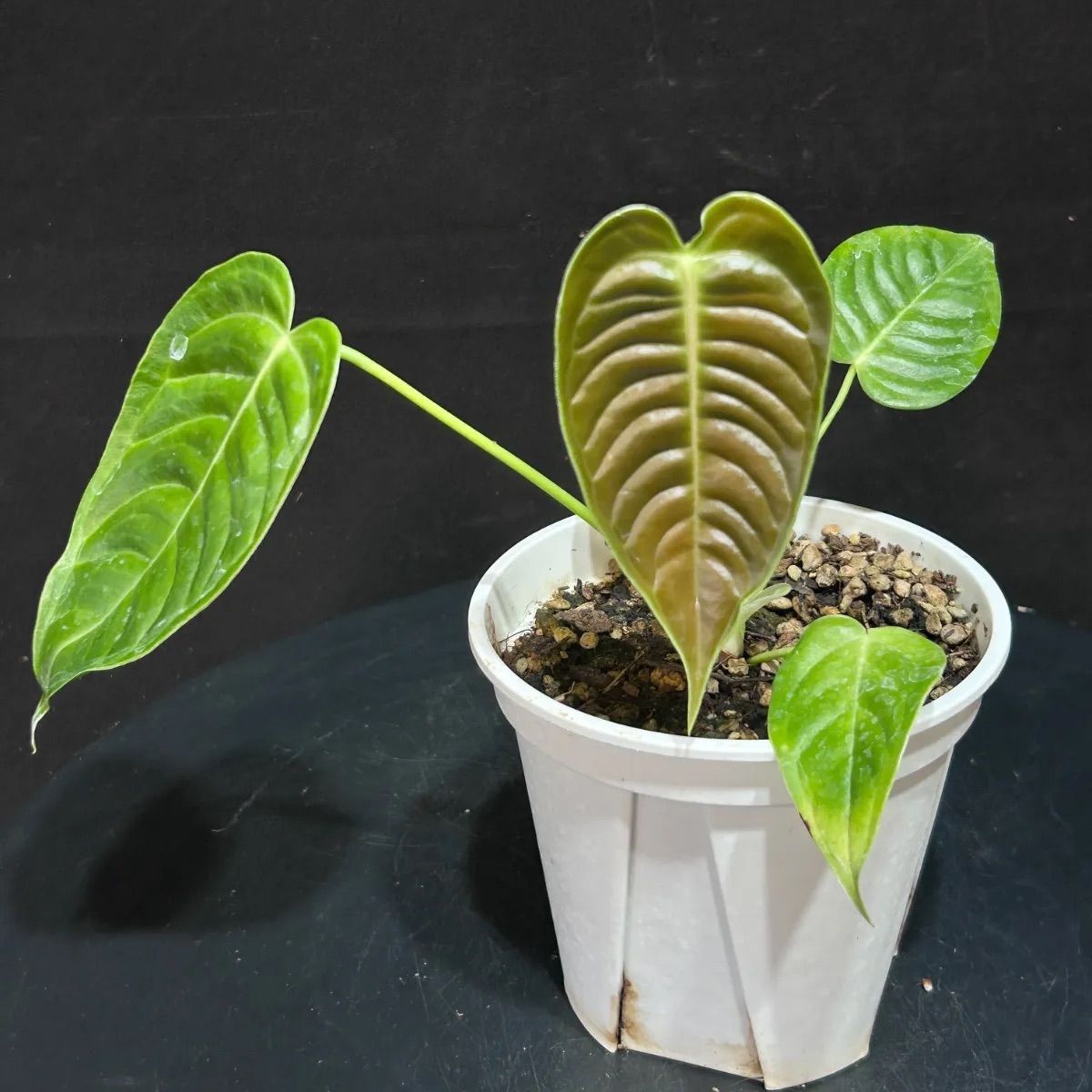 実生苗」アンスリューム ベイチー 'ナローリーフ'ANTHURIUM VEITCHII `NARROW LEAF` - メルカリ