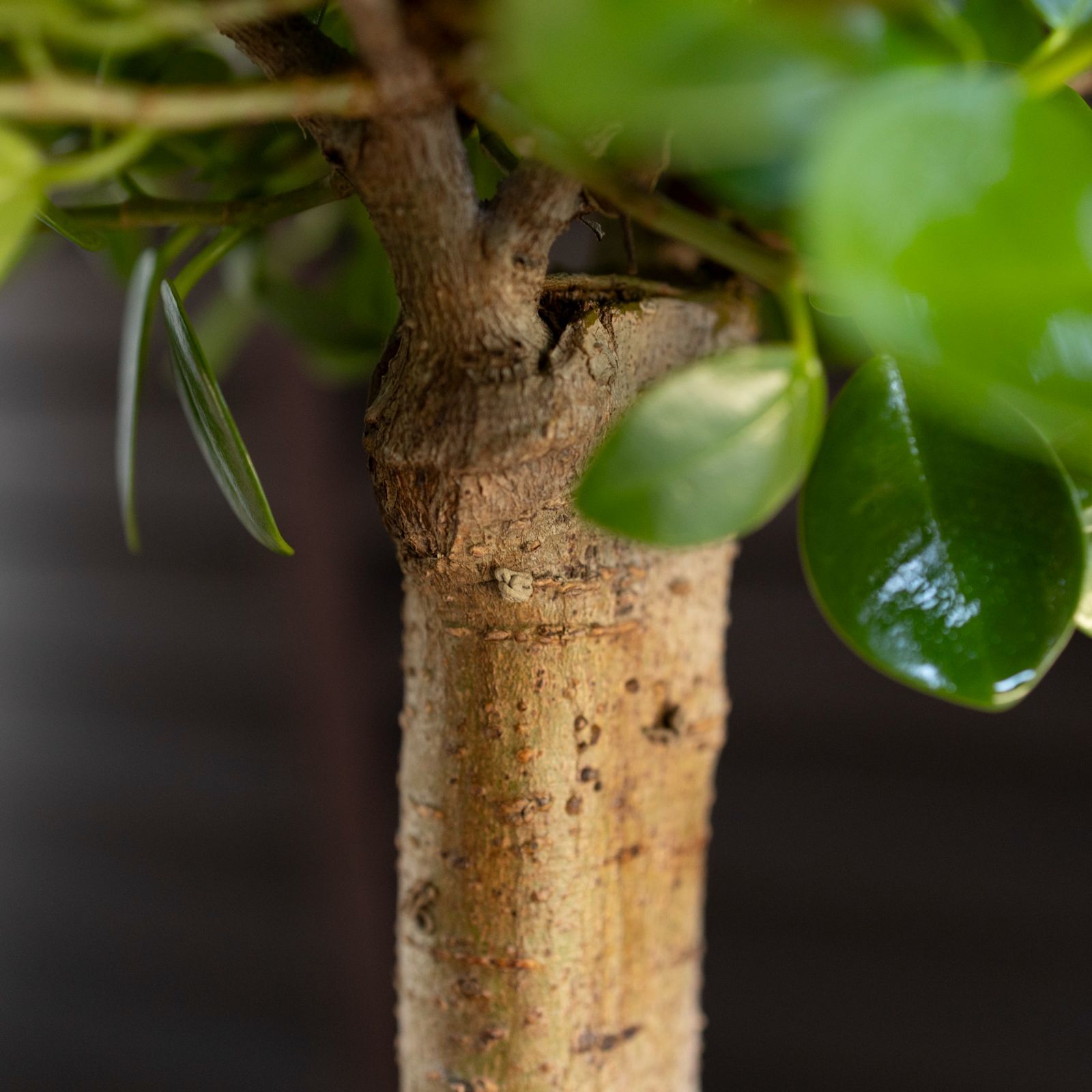 パンダガジュマル 接ぎ木 6号 陶器鉢 ピック付 観葉植物 ガジュマルの