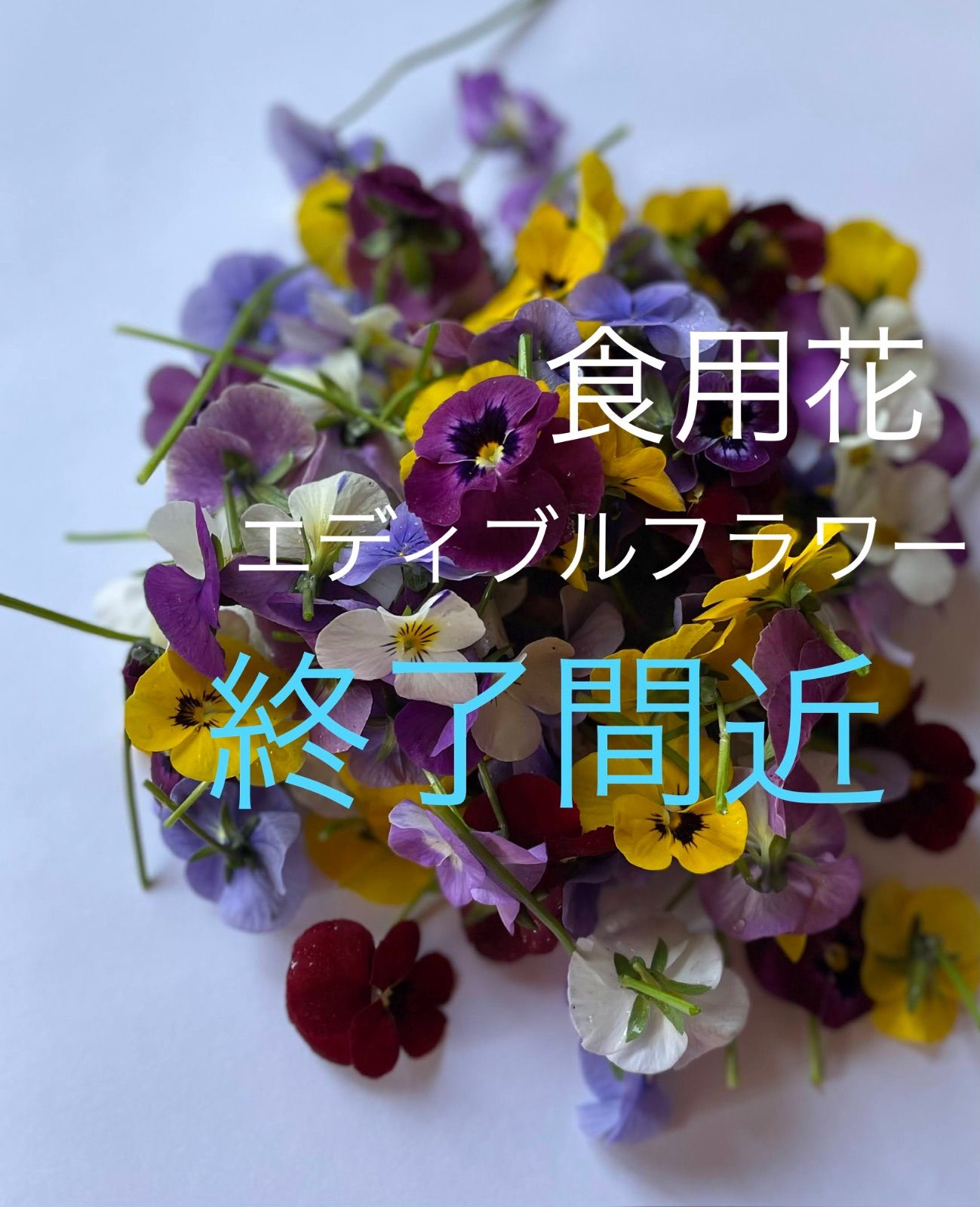 エディブルフラワー☆食用花☆ビオラ☆-0