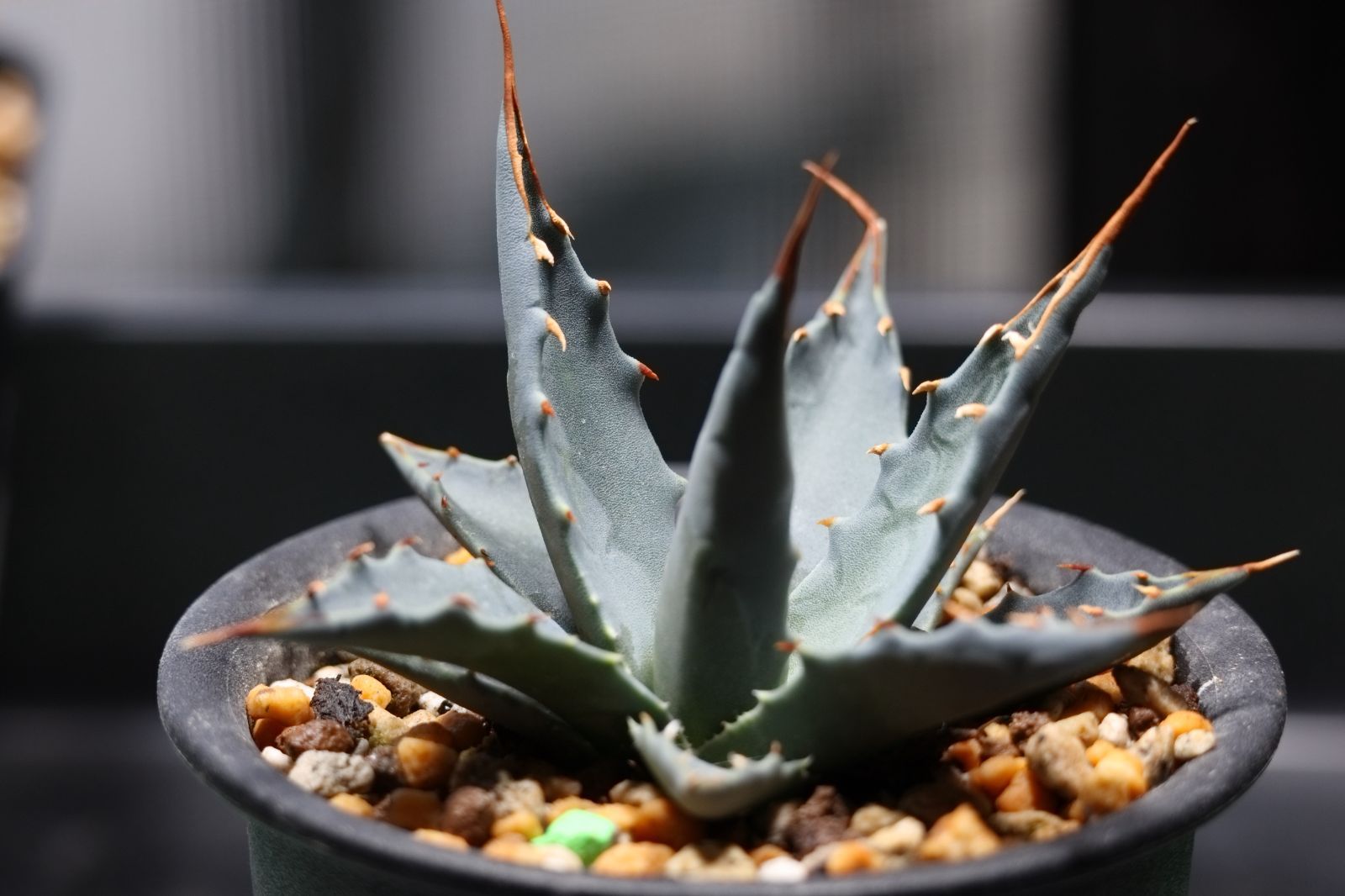 ユタエンシス エボリスピナ実生株 速達）【実生2年目】アガベ