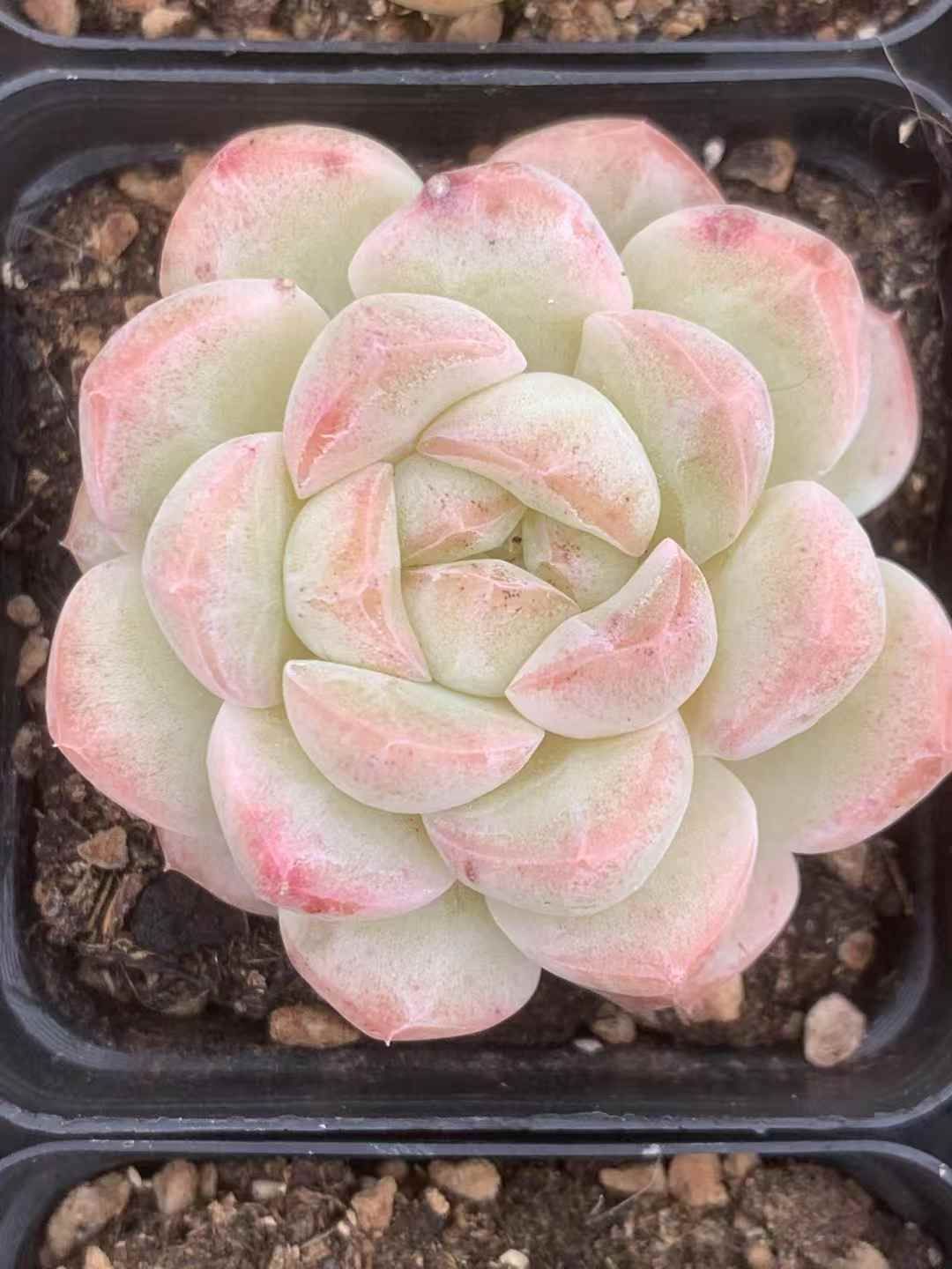 54株の抜き苗セット アイスファット 多肉植物 佐川急便発送 エケベリア 韓国苗 LX38