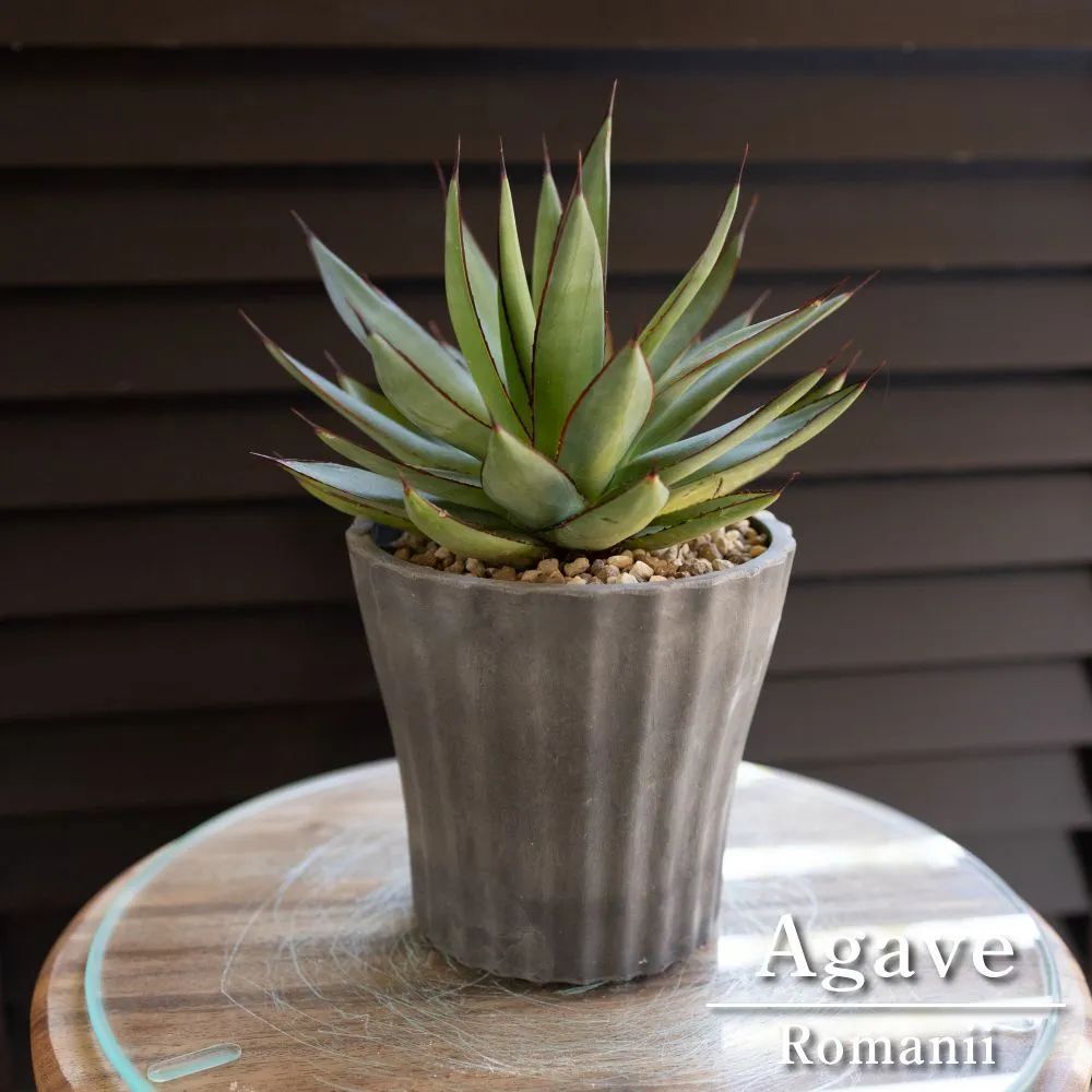 アガベ ロマニー Agave Romanii 4.5号 樹脂鉢 多肉植物 ビザール