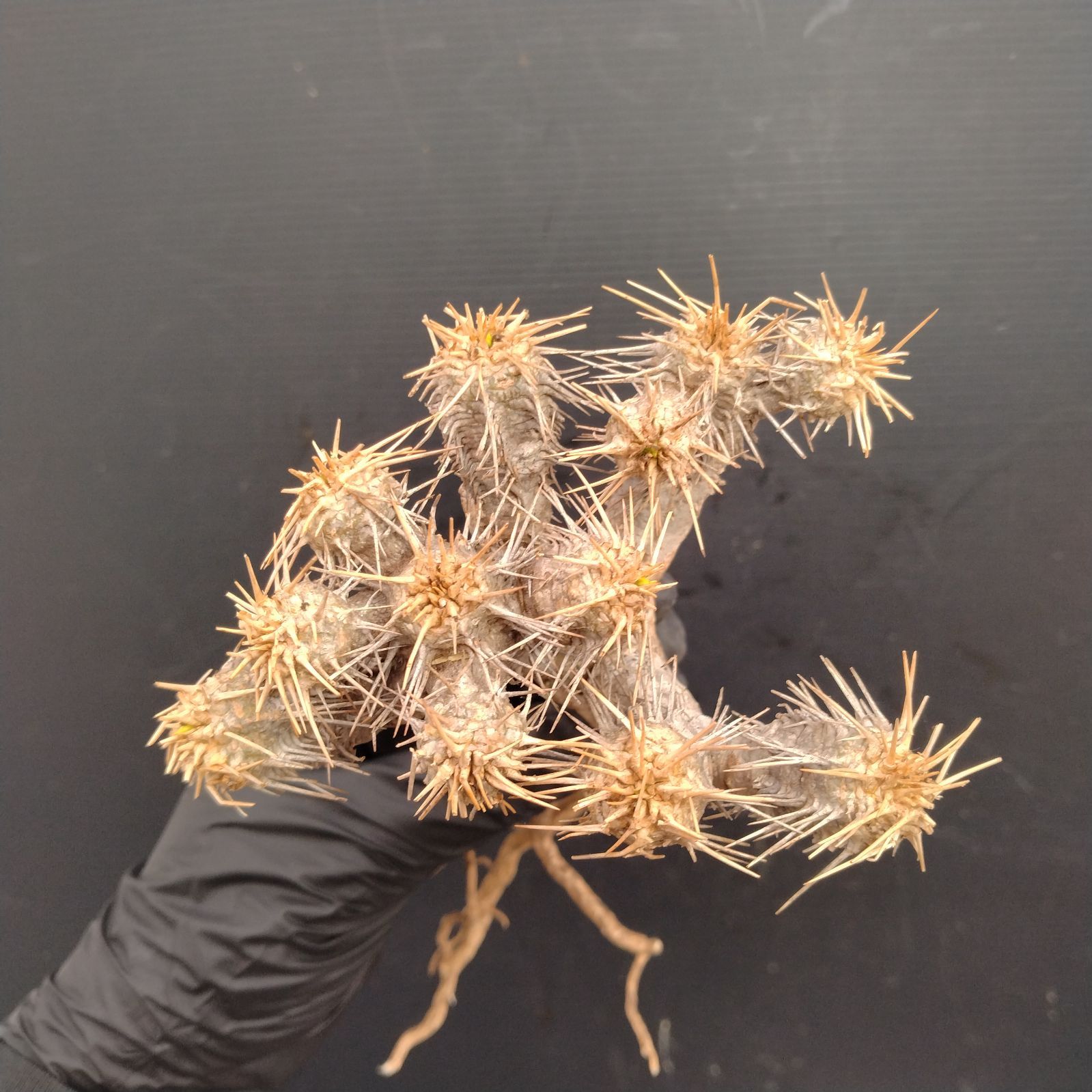 柿本様　抜き苗ご希望　ギラウミニアナ ユーフォルビア・ギラウミニアナ | trigger