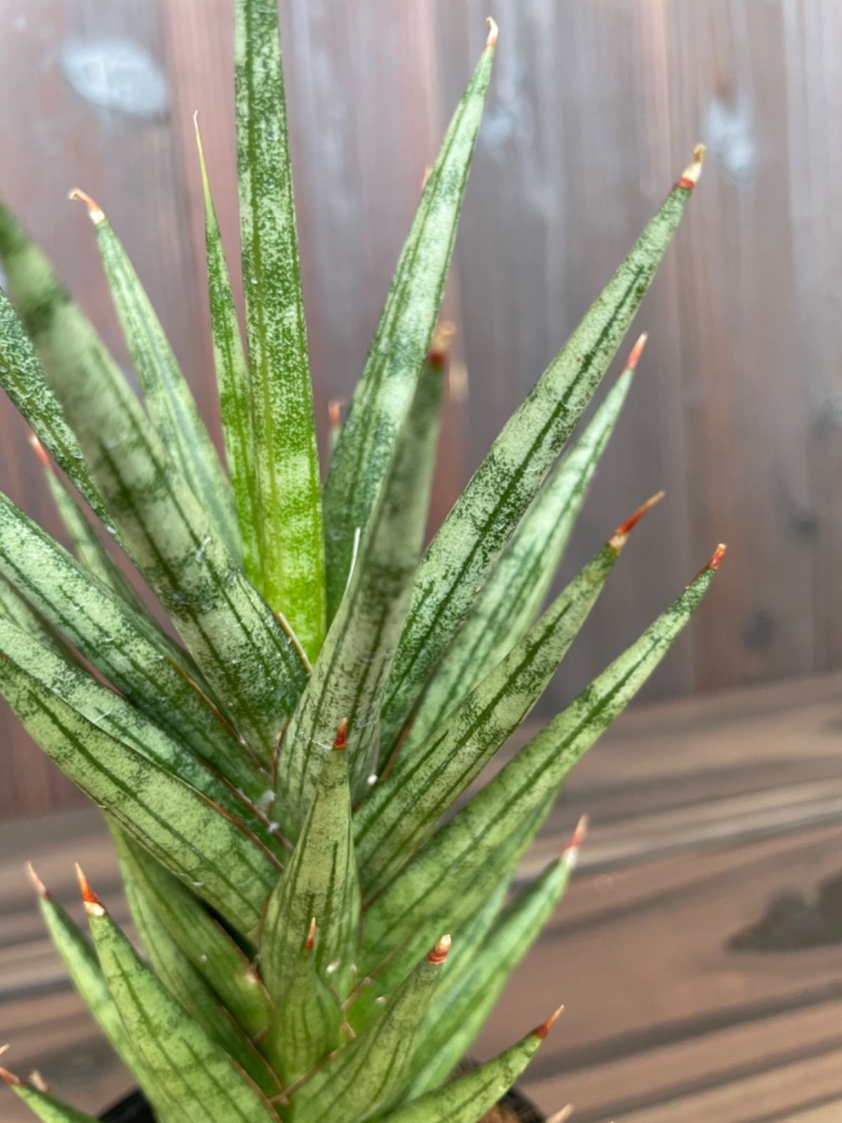 人気の福袋 全ての 新品 未使用 サンスベリア フランシシー ビザールプランツ 多肉植物 抜き苗 植物 観葉植物 Www Liberisogni Org Www Liberisogni Org