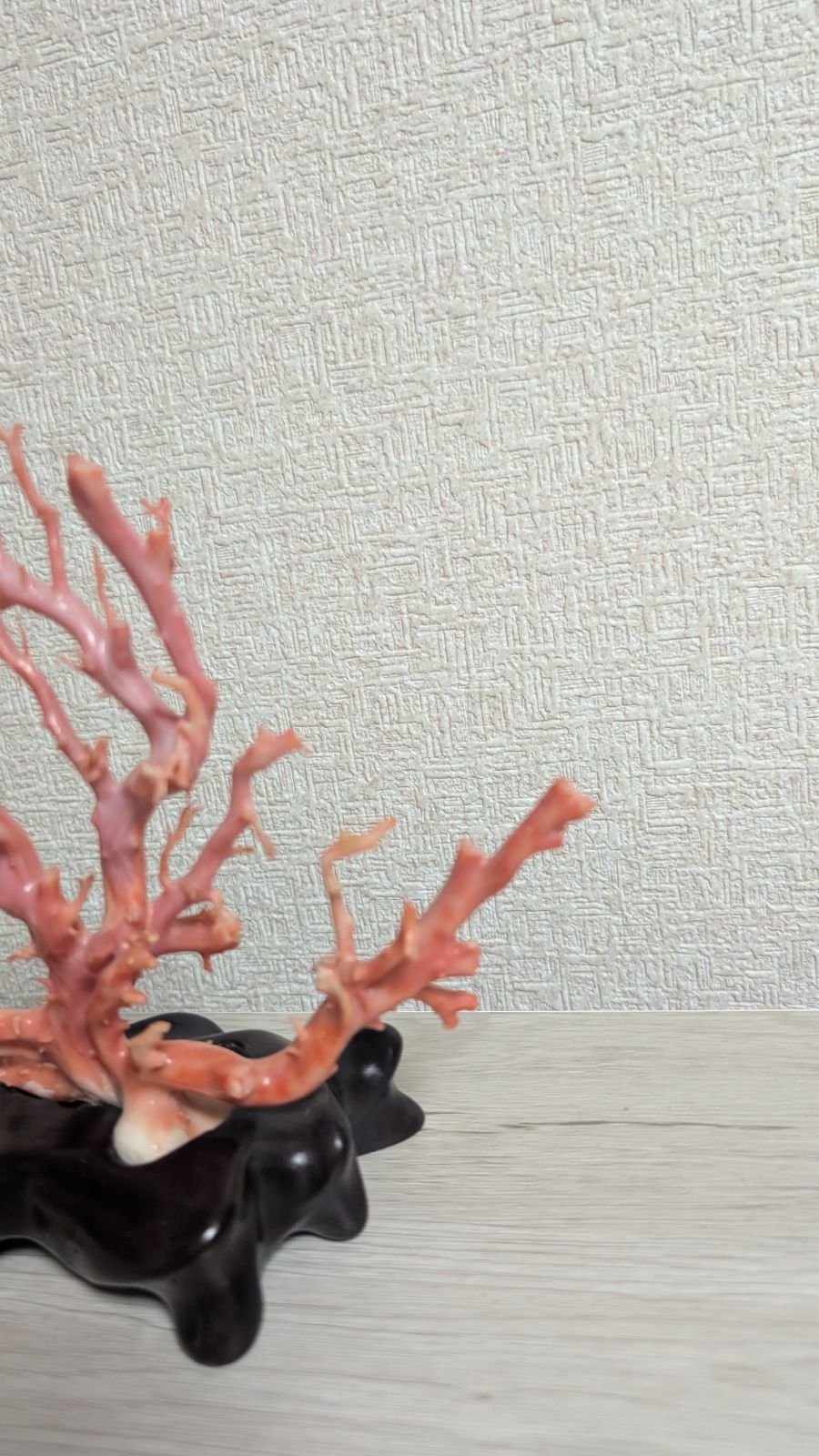 本珊瑚