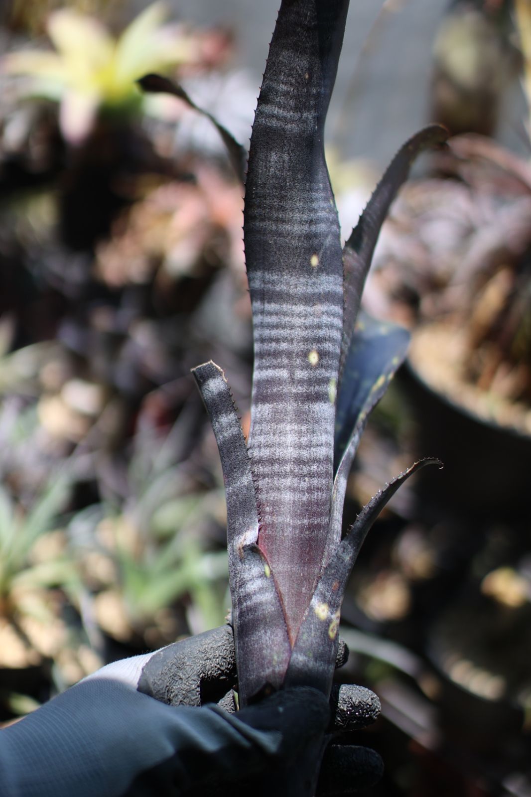 ブロメリア・エアープランツ Billbergia EL Zorro 楽天市場】(現品) ビルベルギア 'エル ゾロ' (No.62262) (観葉