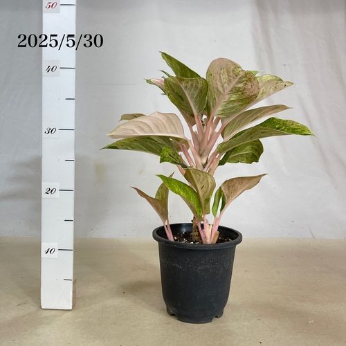 観葉植物 アグラオネマ ピンクイメリタス 5号個体C(現品