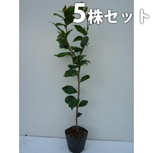 3枚扉の高級 紫檀のクローゼット 桐 無垢 府中家具