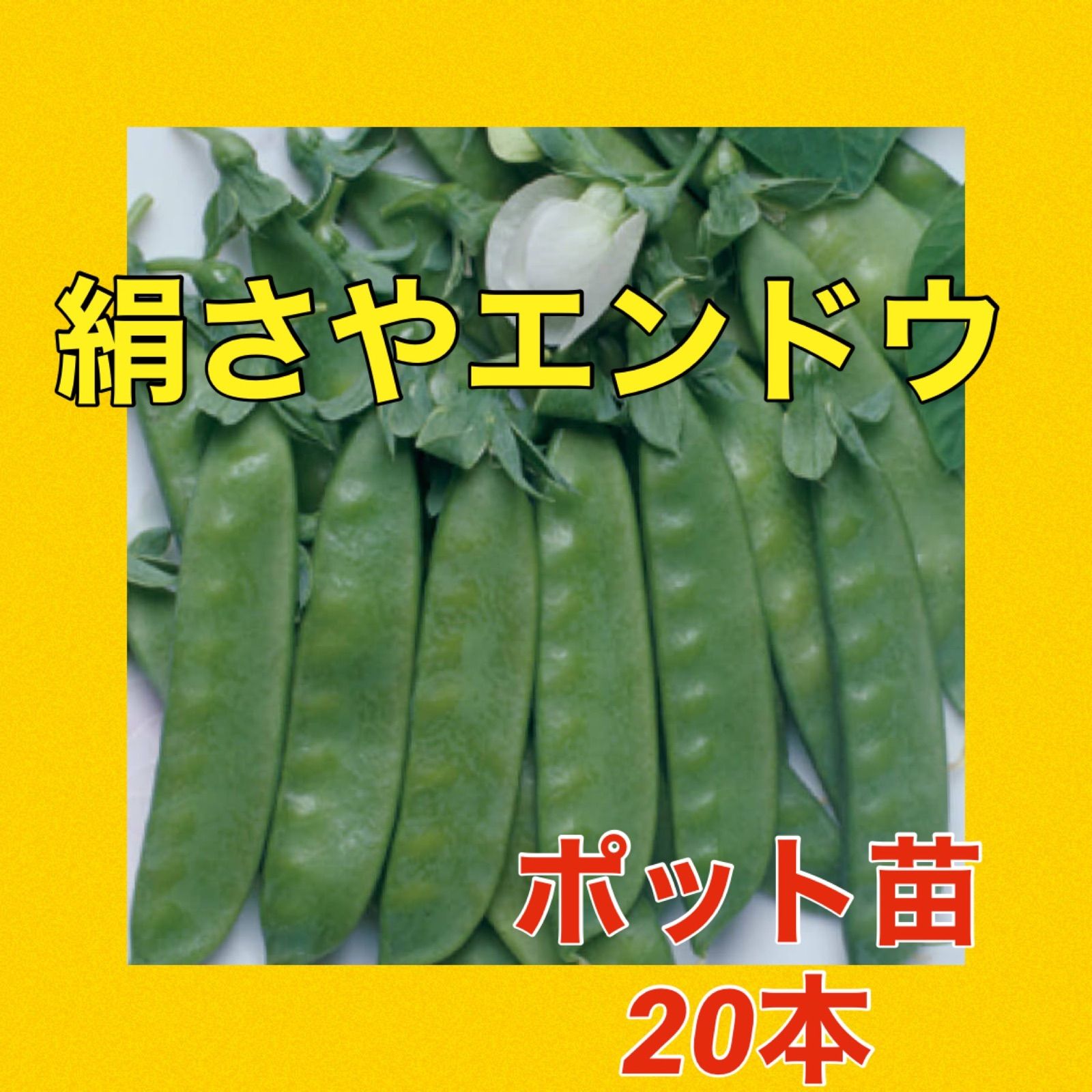 実えんどう（グリーンピース）の苗 10本 - 野菜