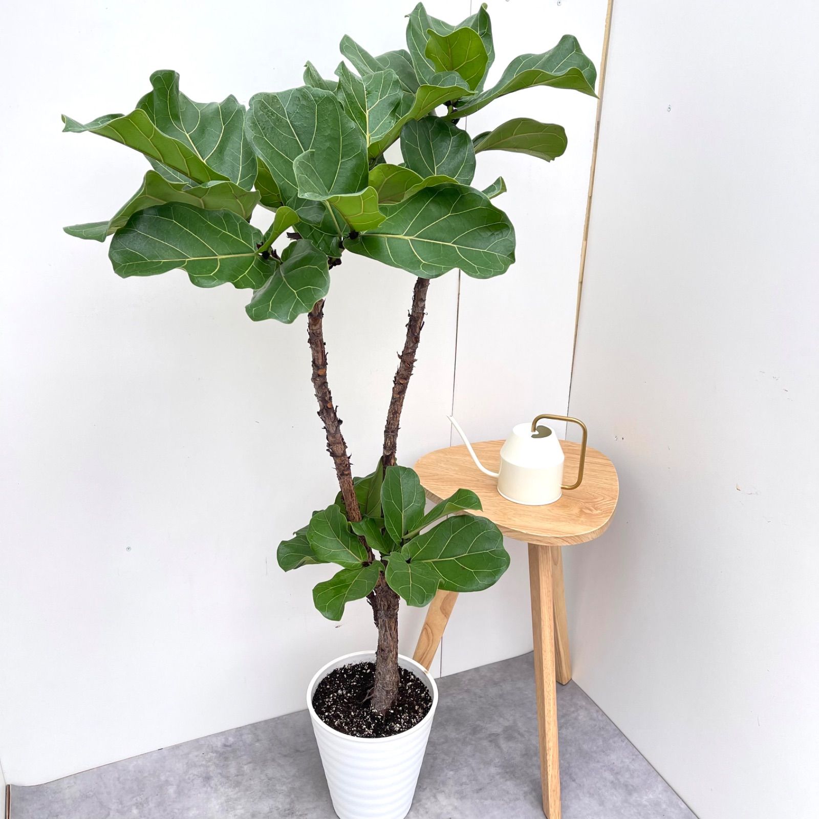 現品　フィカス　ゴムの木　アルテシマ　曲がり　34　インテリアグリーン　観葉植物 超綺麗フィカス アルテシマ フィカス・アルテシマはクワ科