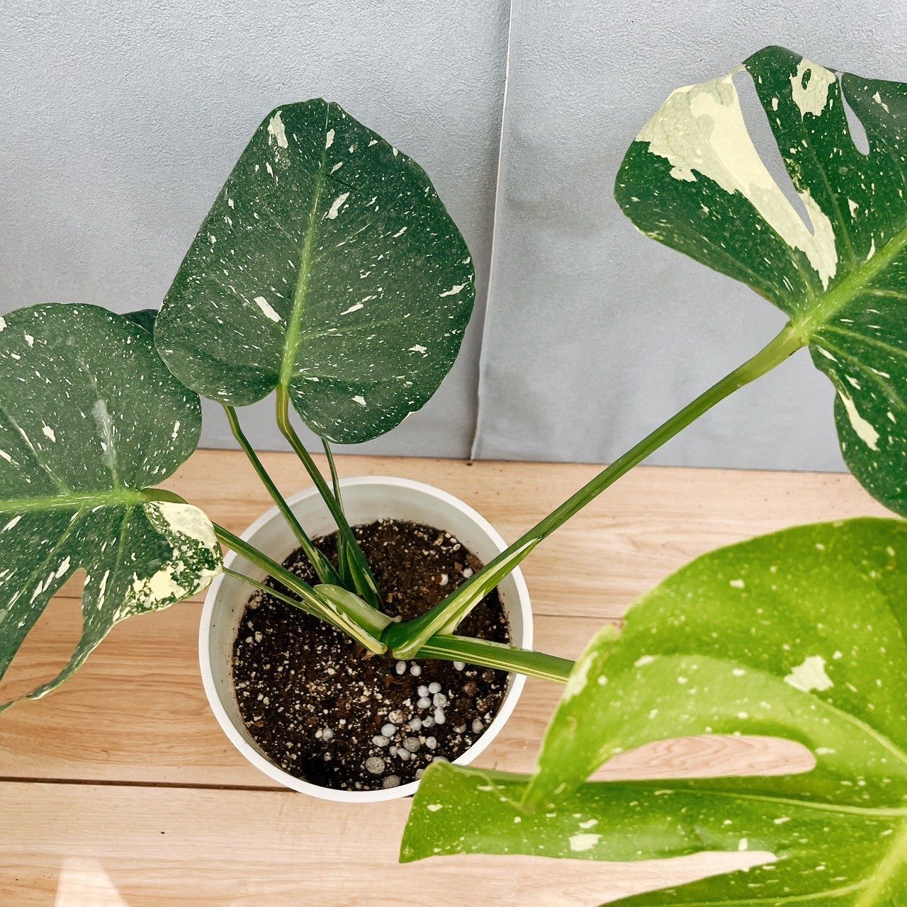 メルカリ便】モンステラ 斑入り 鉢ごと 斑入りモンステラ