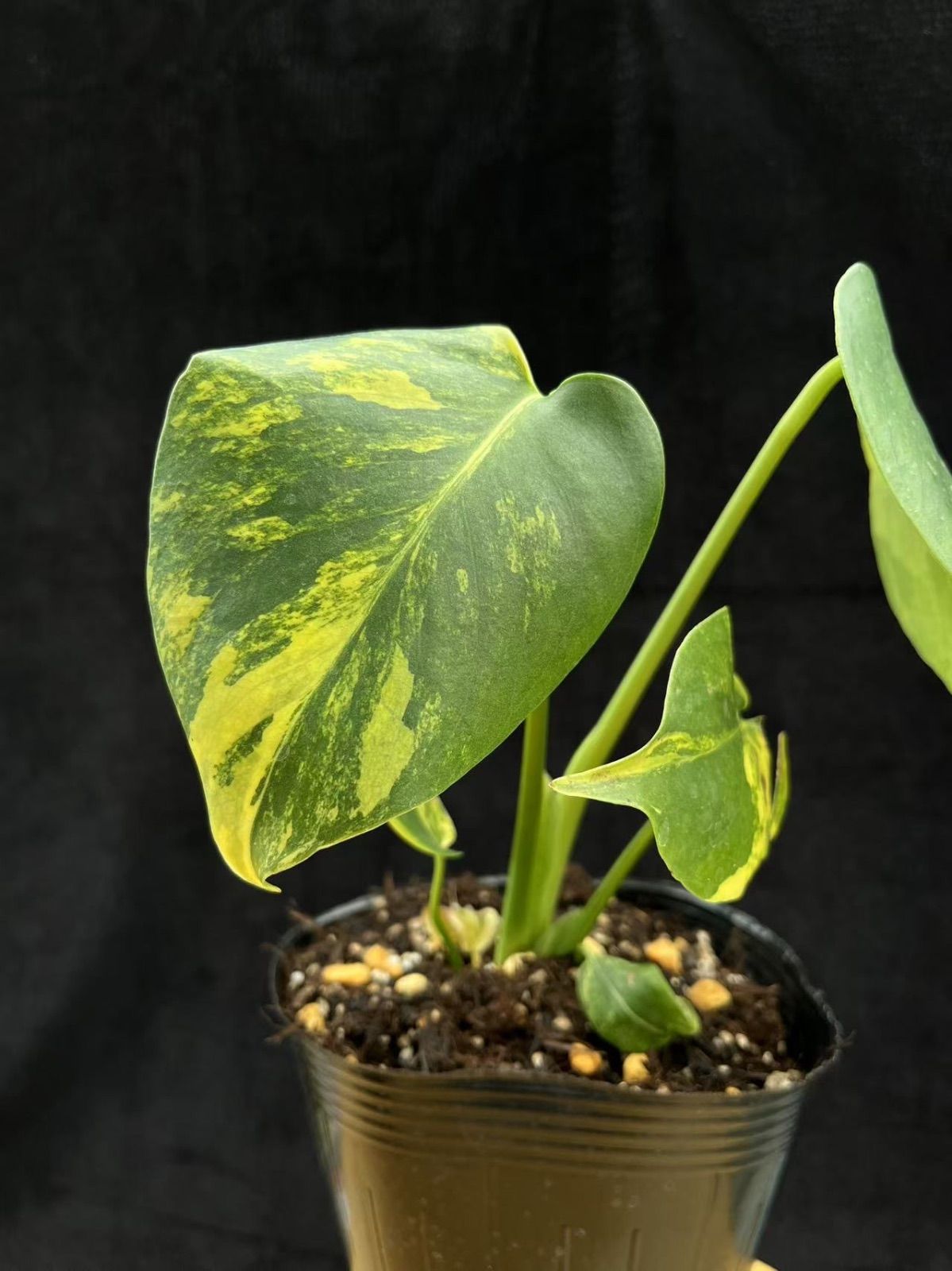 5モンステラ　イエローマリリン　黄斑入り モンステラモンステラ デリシオーサ イエローマリリン 黄斑