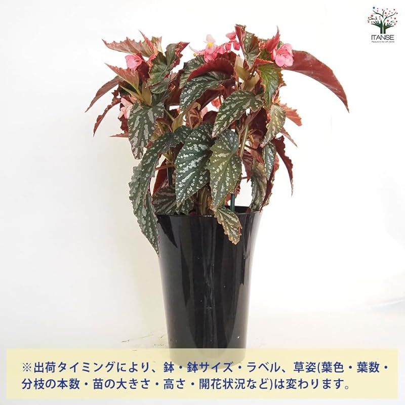 ＩＴＡＮＳＥ 木立ベゴニア 6号 1個売り 品種で選べる観葉植物 シュウカイドウ科ベコニア属 非耐寒性多年草●深い緑の葉にシルバーの斑点模様が特徴の品種です 葉裏は赤褐色で 葉表とのコントラストがとても美しいです 花はエキゾチックなピンク色で シャン WWW_SUPERTOOLSSHOP_NL
