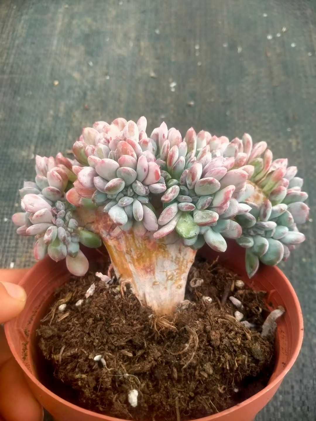 多肉植物セット ピンクグレー鉢植え付き 多肉植物 ピンク系5点セット - メルカリ