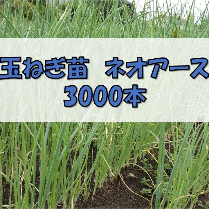 ? Midori store 玉ねぎ苗 特別販売?
