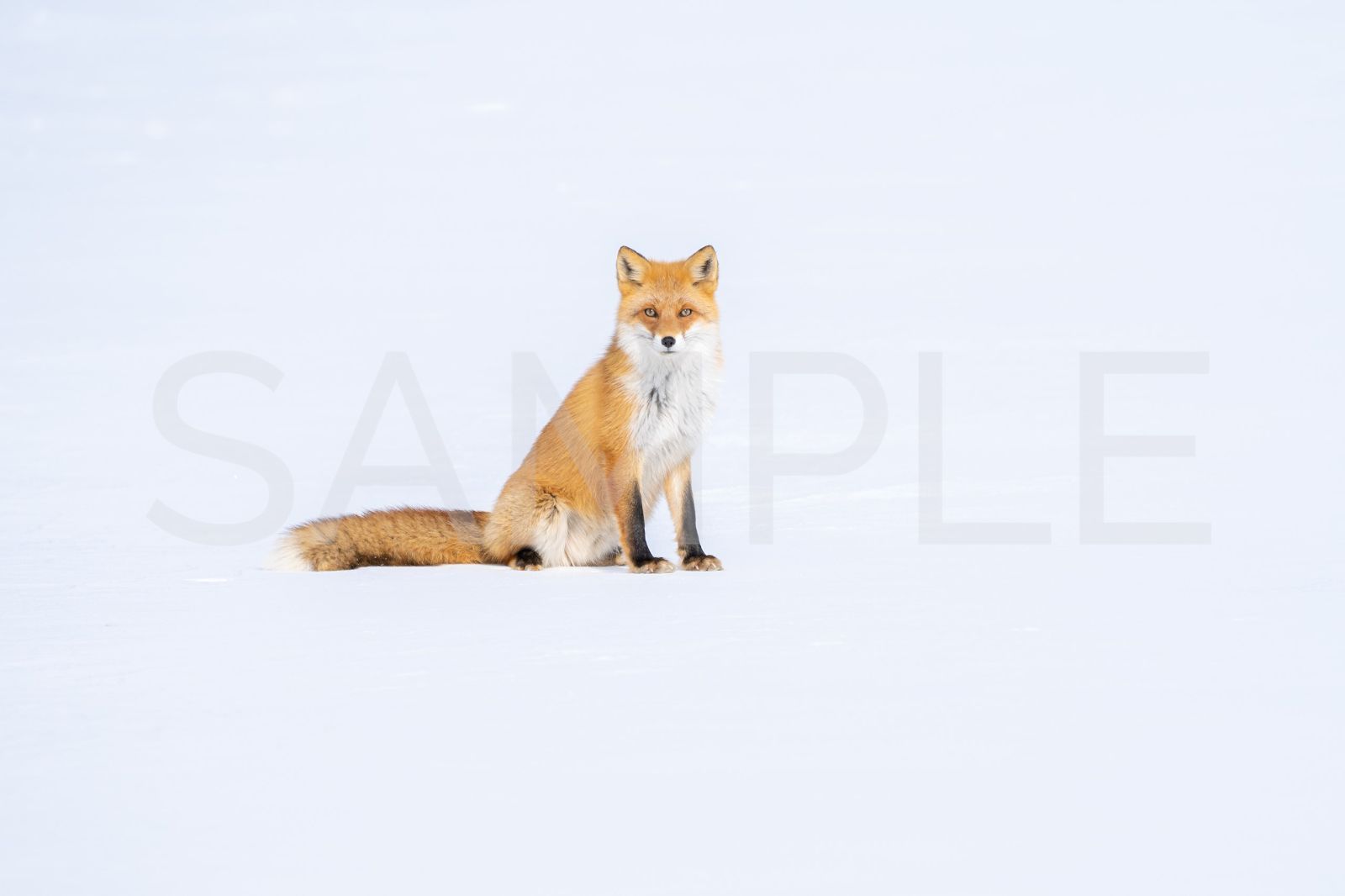 【キタキツネ】オリジナル写真プリント（高級アート紙・A4サイズ）【野生動物】