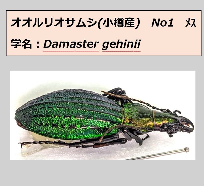 オオルリオサムシ ♂♀ ペア標本 小樽産 N01 - メルカリ