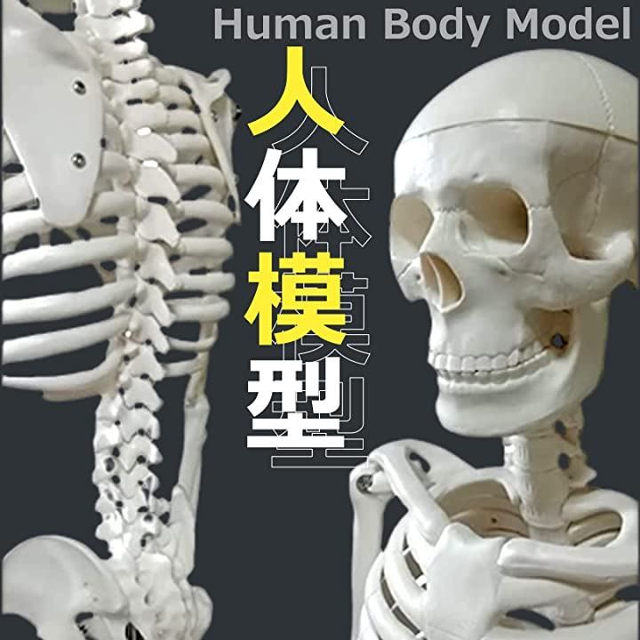 骸骨