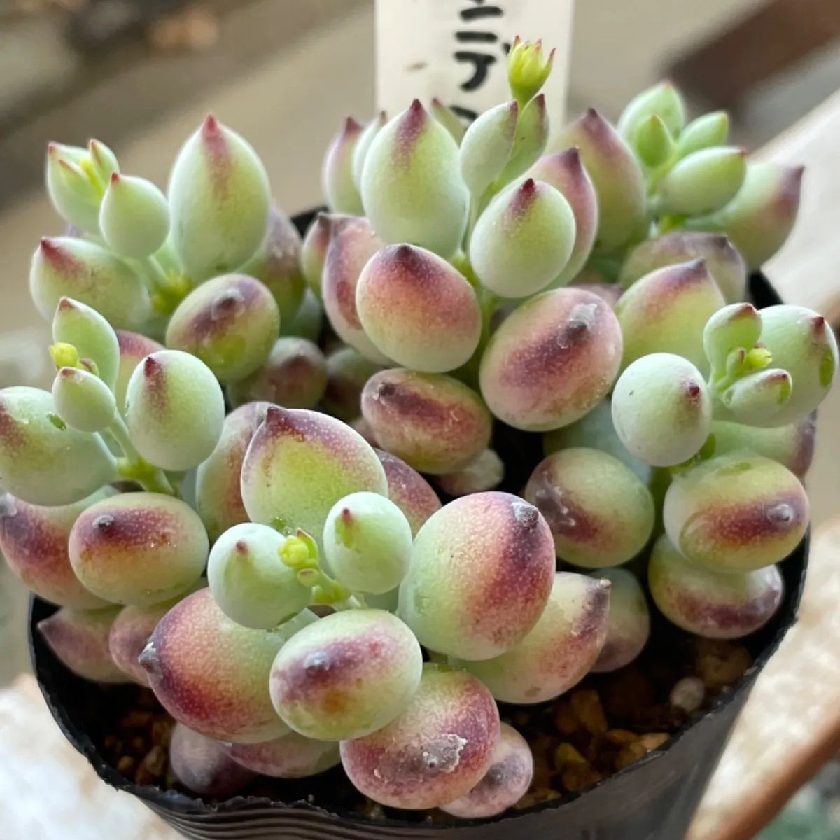 多肉植物 ペンデンス 抜き苗♡ - 植物