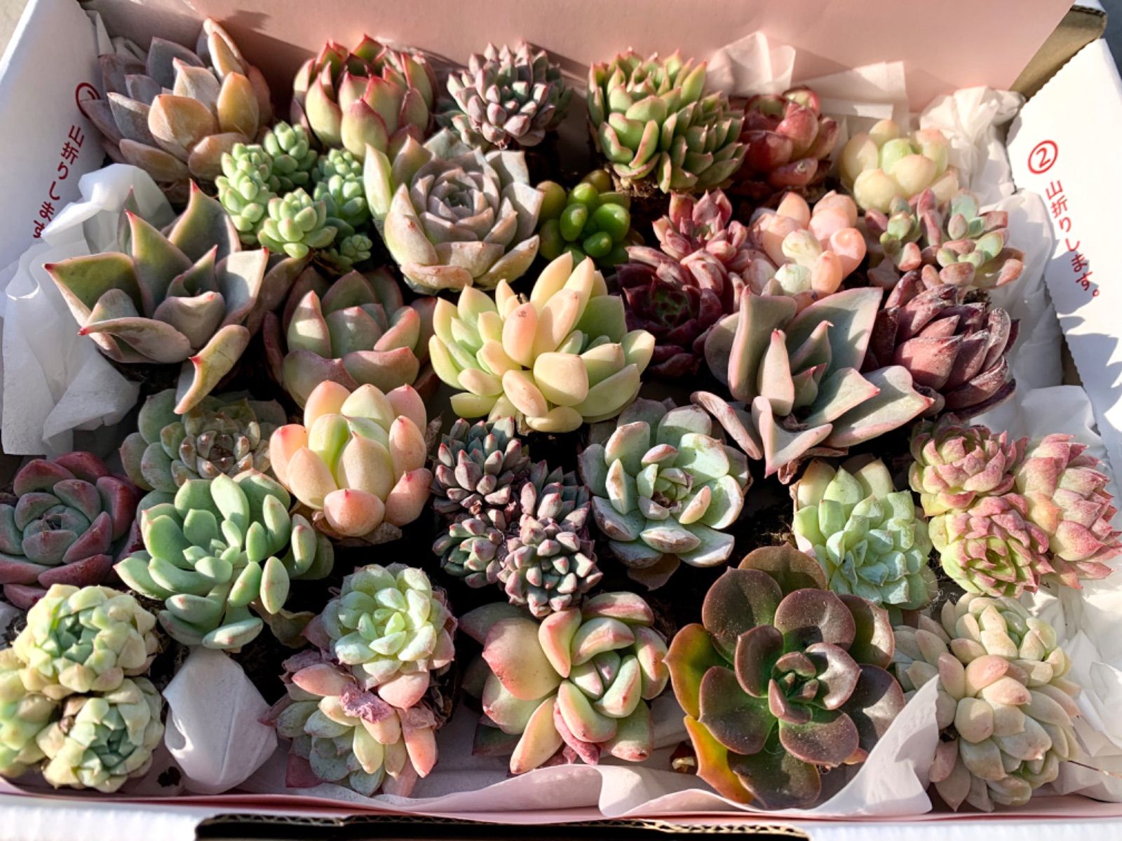 B セル苗105個セット✨多肉植物 エケベリア 詰め合わせ 寄せ植えに!! 2025