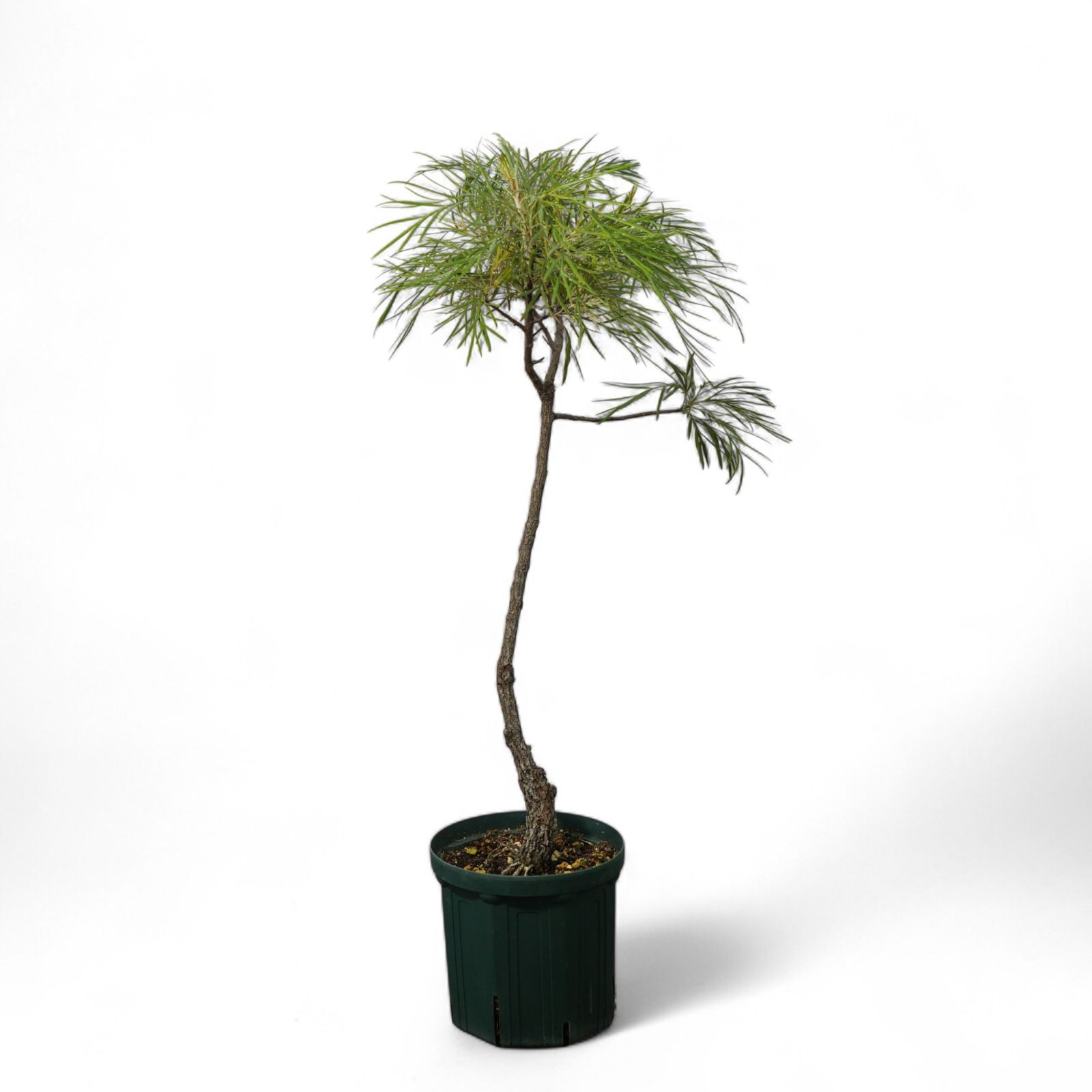 グレヴィレア ムーンライト 14 実生8年 7号鉢 110cm ネイティブ