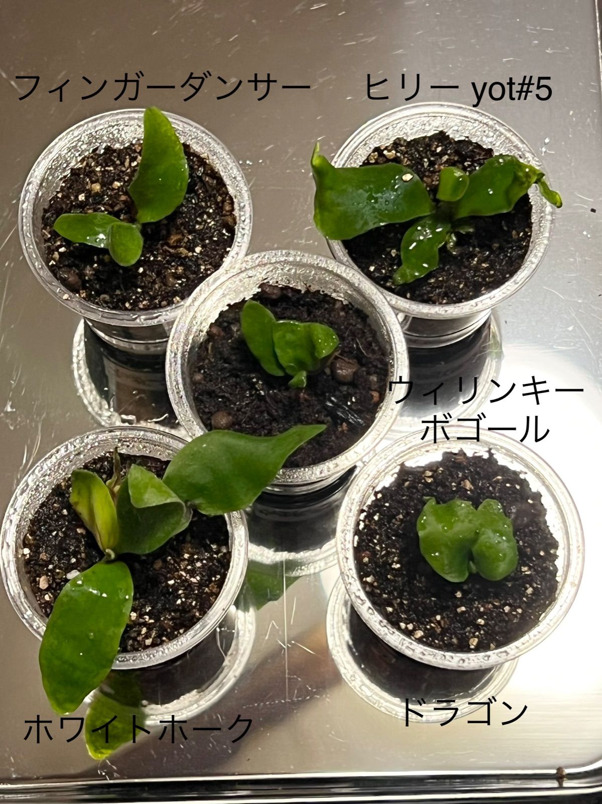 ビカクシダ ヒリー yot#5 胞子培養 苗 観葉植物 1-