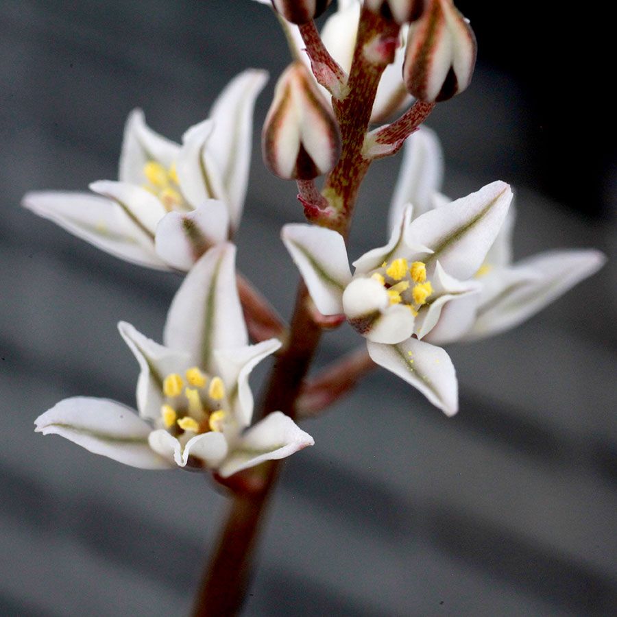 エリオスペルマム ケルビコルネ Eriospermum cervicorne MRO99
