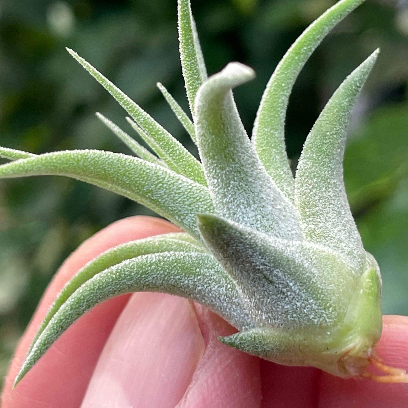 ミニ株＊チランジア イオナンタ マキシマ アルビノ Tillandsia
