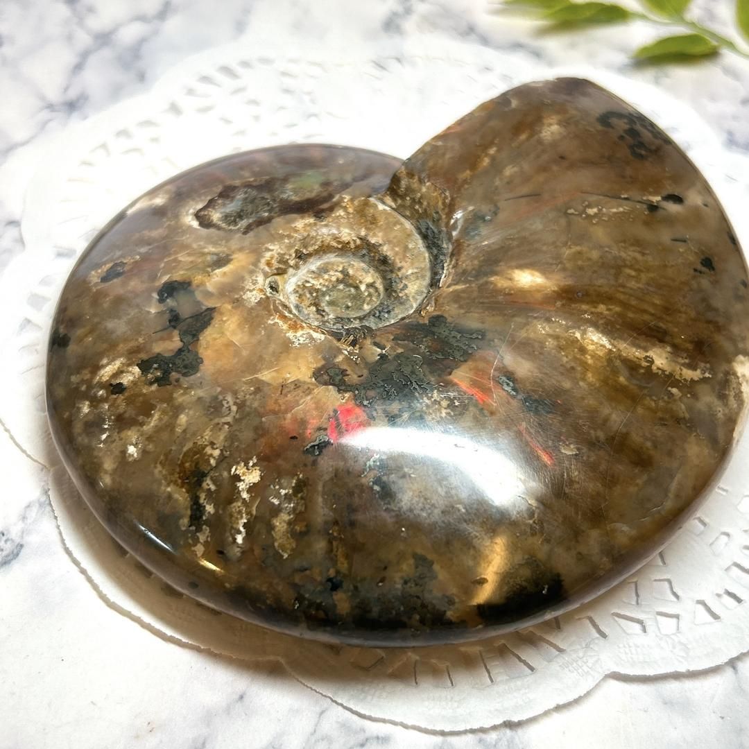 fire ammonite