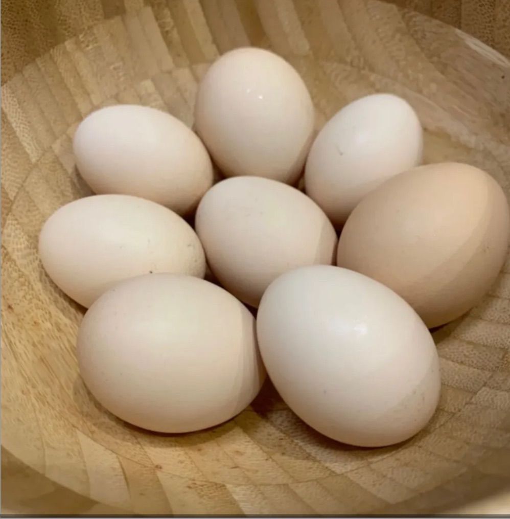 烏骨鶏の卵8個 烏骨鶏本舗オンラインショップ | 烏骨鶏卵使用の大人気スイーツ