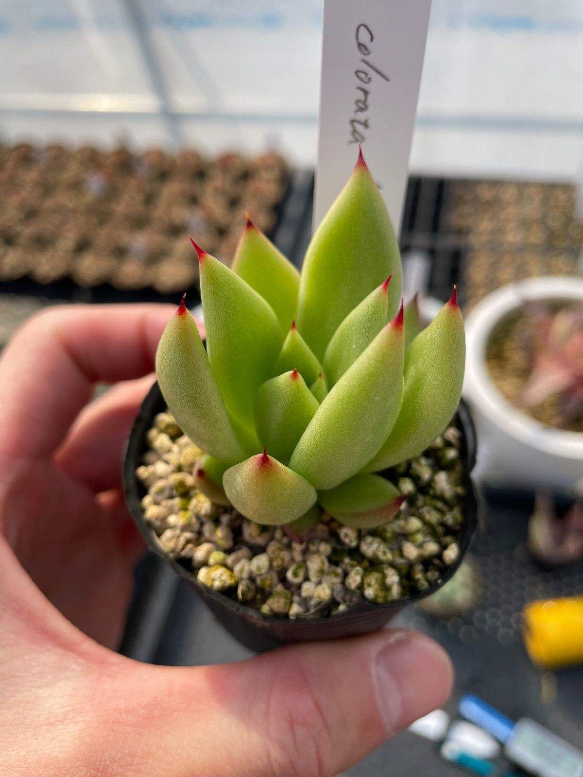 エケベリア コロラータ'グリーンフォーム'Echeveria colorata