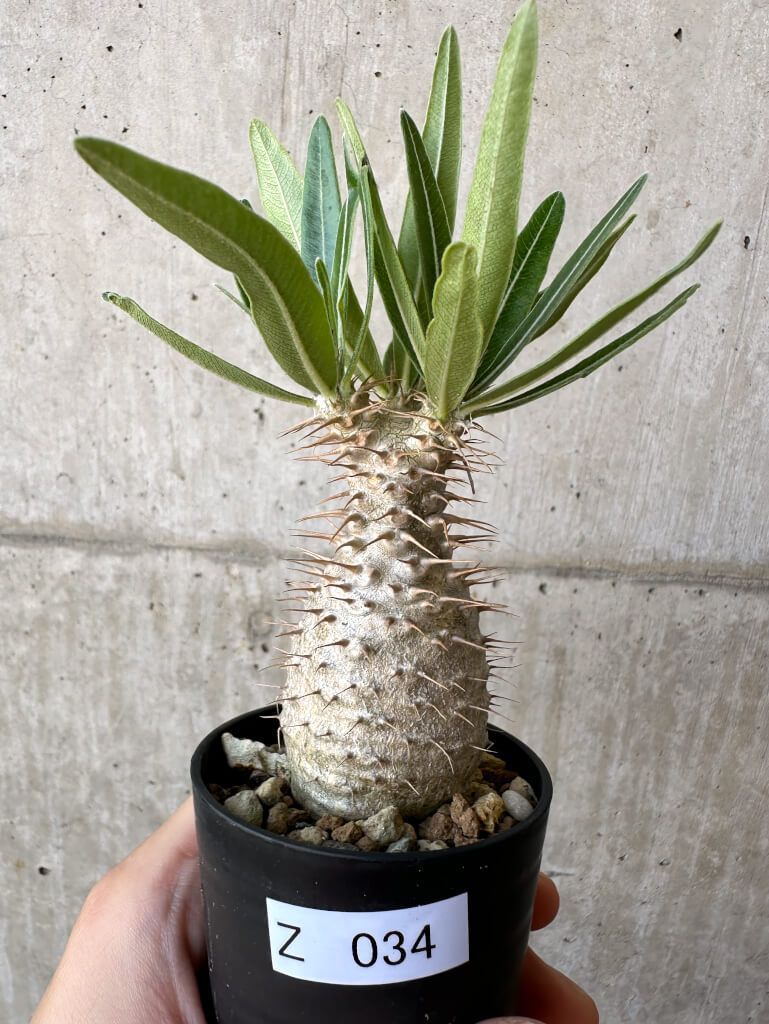 現品限り】パキポディウム・グラキリス 実生【Z34】 Pachypodium