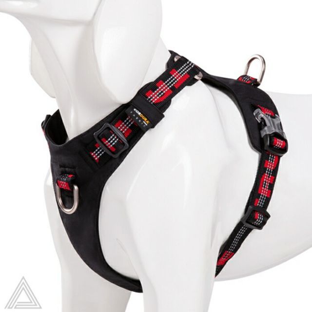 小型犬