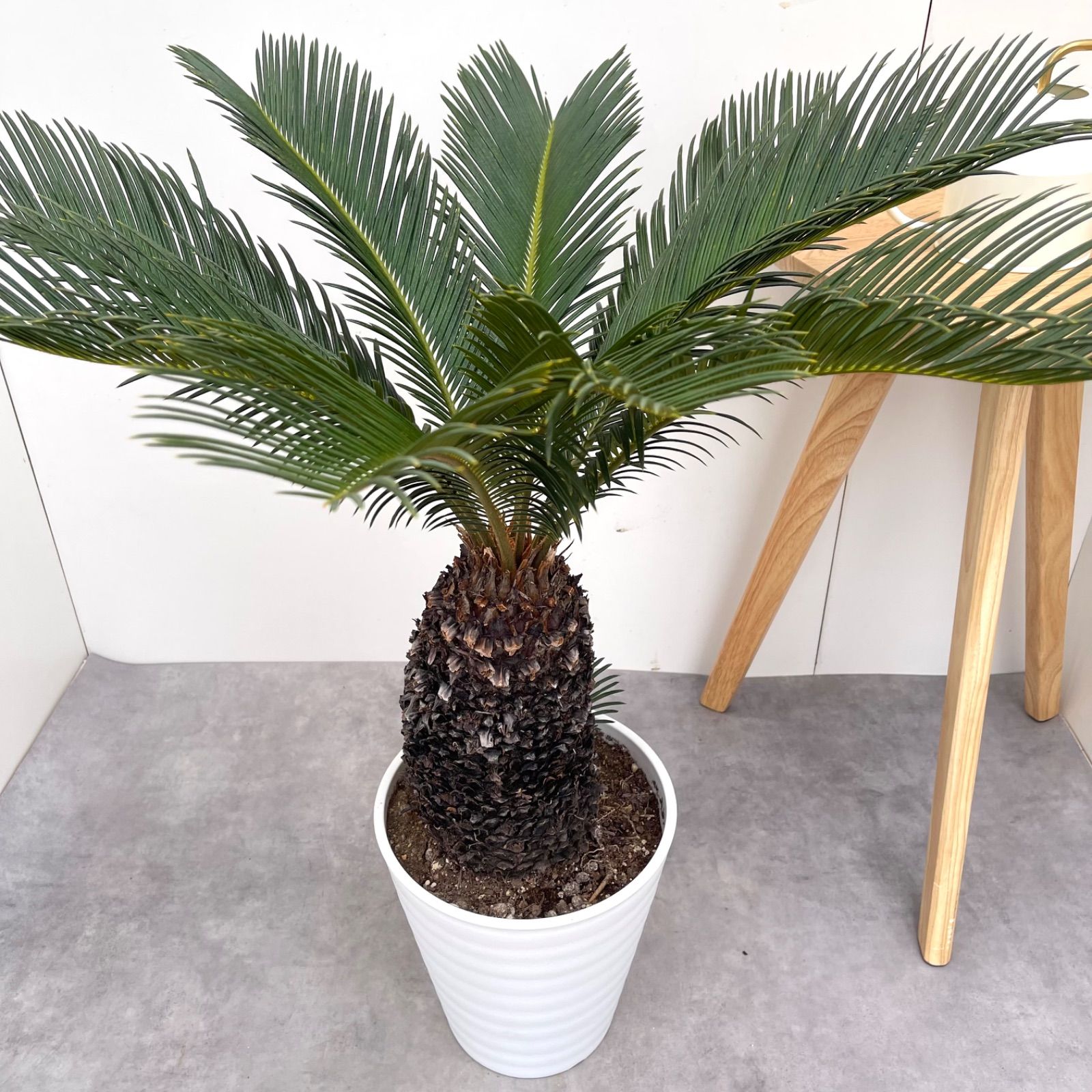 ソテツ 蘇鉄  観葉植物（大型） 観葉植物 ソテツ 蘇鉄 6号鉢苗 大型種類 室内 庭木 記念樹 地
