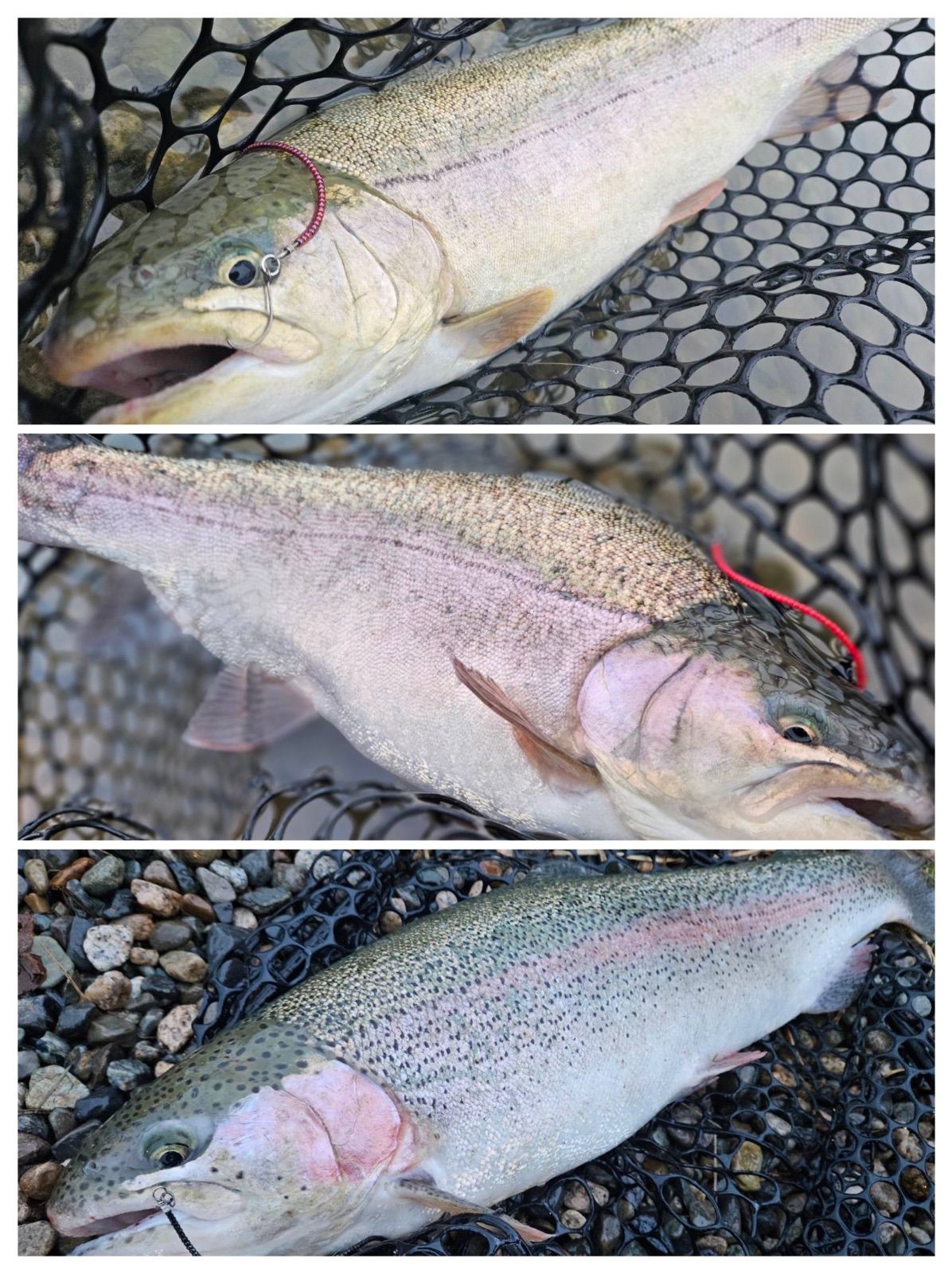 爆釣神カラー】管釣り エリアトラウト 【形状記憶】海鱒スパイラル