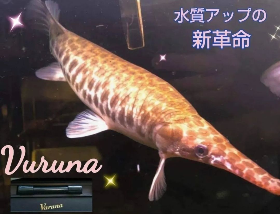 水槽の水が綺麗になります【ヴァルナミニ15㎝】水替え不要で透明度を