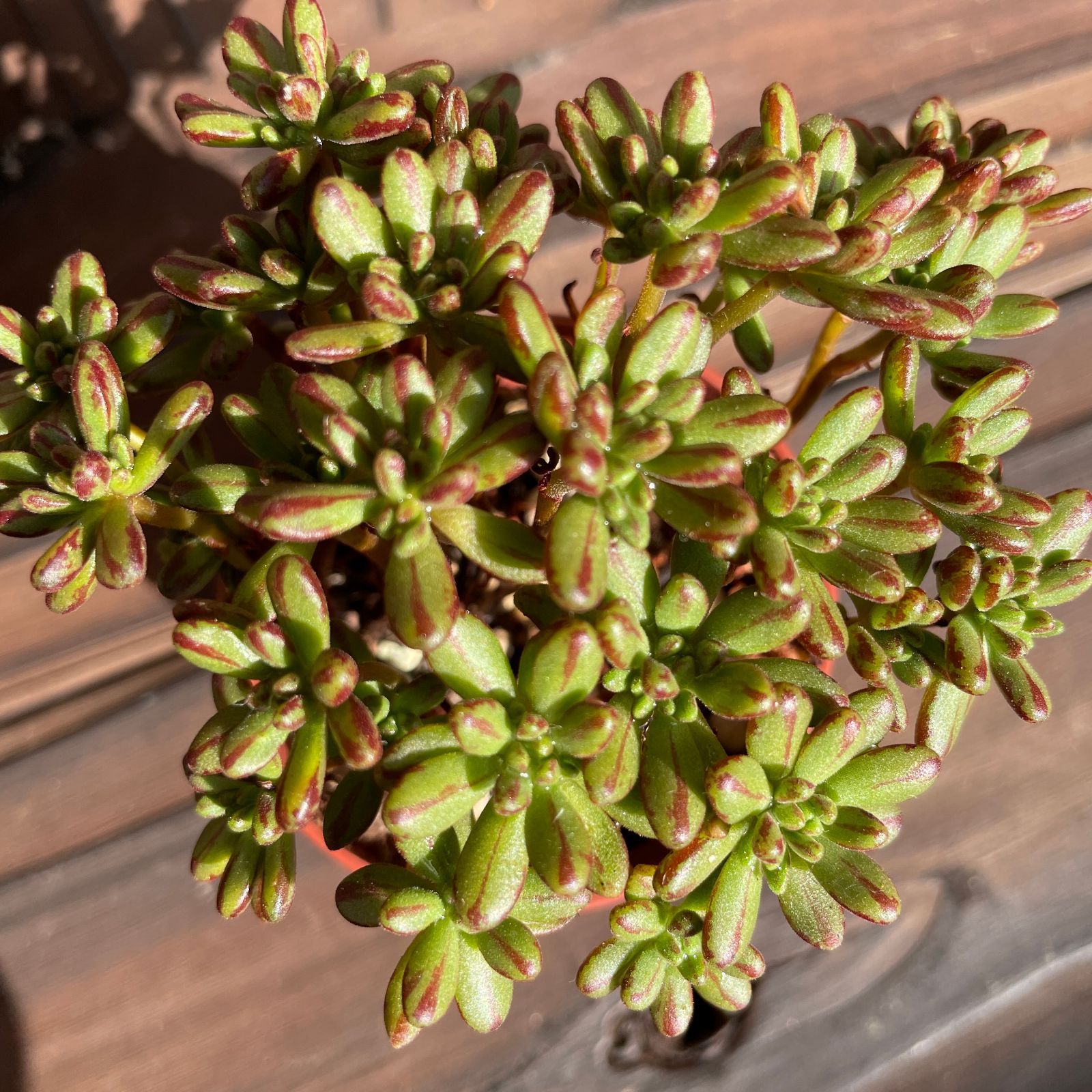 希少品種】アオエニウム 小人の祭り 2.5号 081120-a 観葉植物 多肉植物 - メルカリ