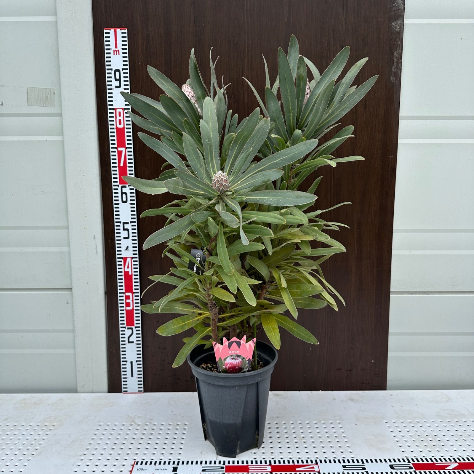 現品 ④ プロテア メイデイ 7号 花芽付き 美株 オージープランツ 品種