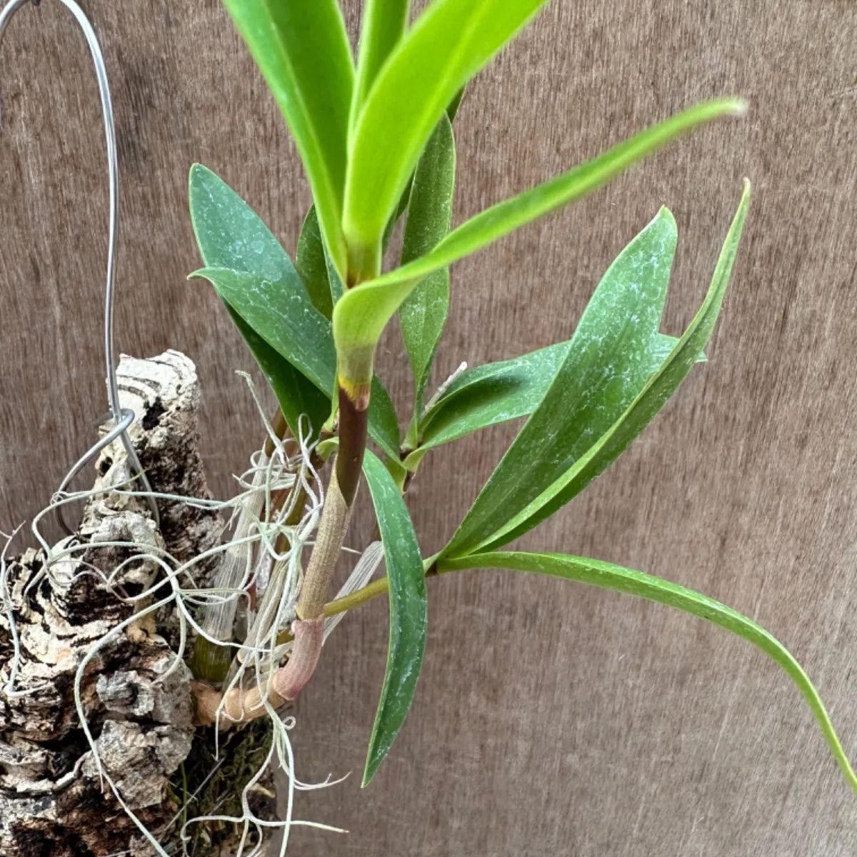 着生ラン 品種不明③ 現品 観葉植物 観葉 植物 珍奇植物 珍奇 珍しい 