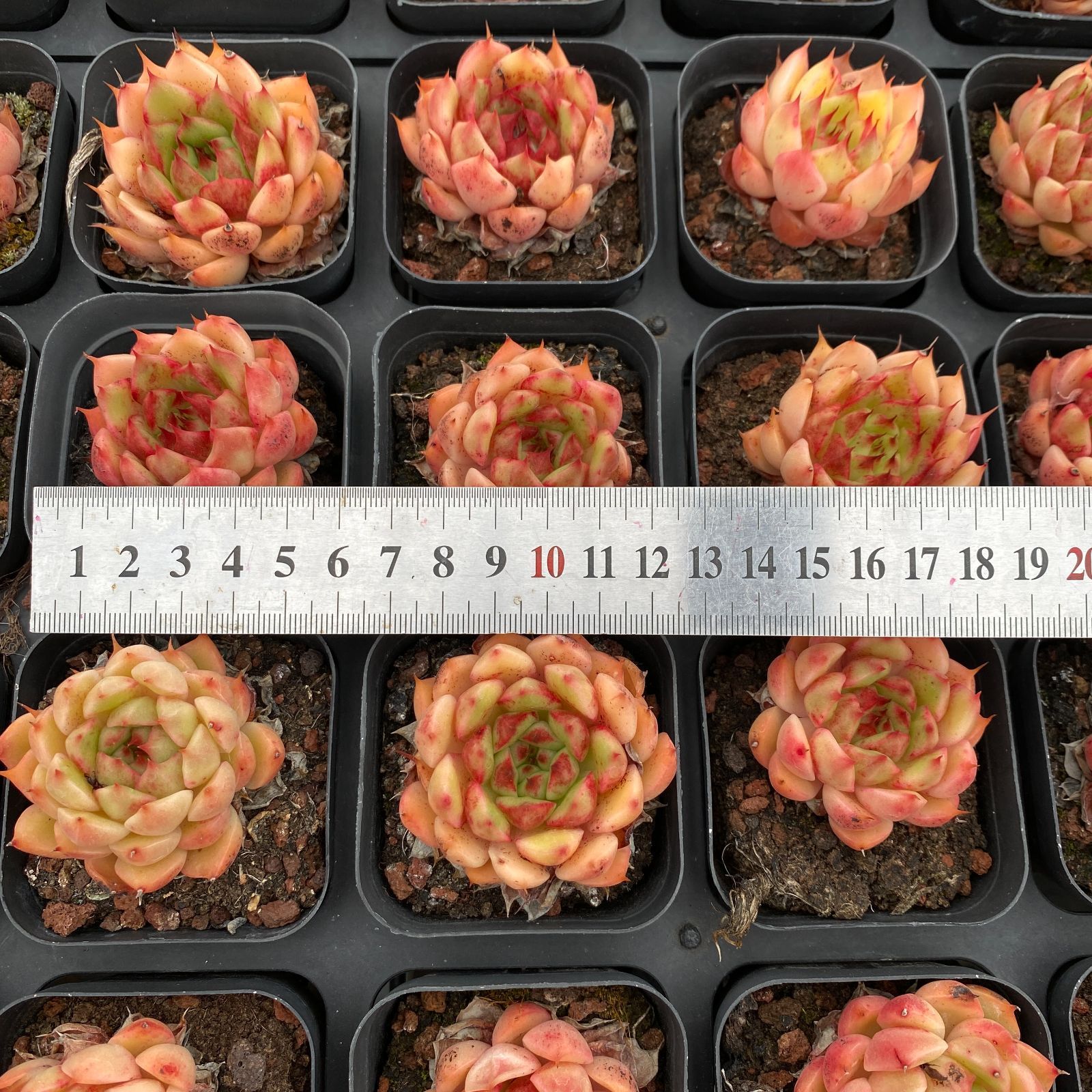 【新入荷】エケべリア　韓国苗　ルナ イエロータイプ　多肉植物 　s_6112 新入荷】エケべリア 韓国苗 ルナ イエロータイプ 多肉植物