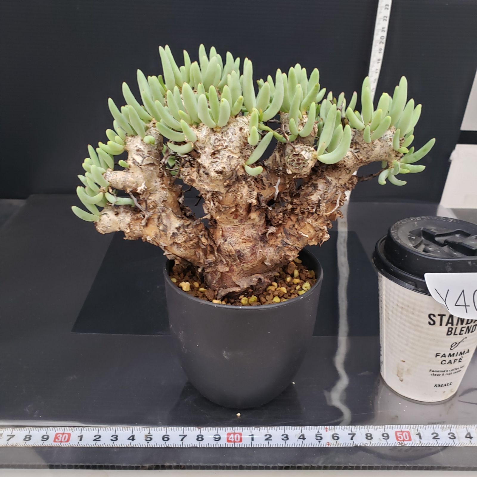 万物想 チレコドン・レティキュラーツス 現地球 E612【自社養生 万物想 チレコドン・レティキュラーツス 現地球 E612【自社養生