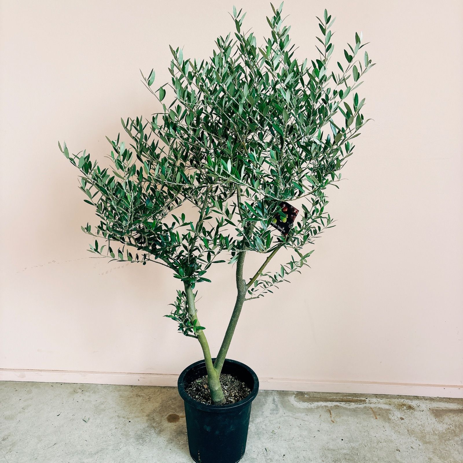 オリーブの木【ネバディロブランコ】創樹‼️観葉植物！高さ103！大株 