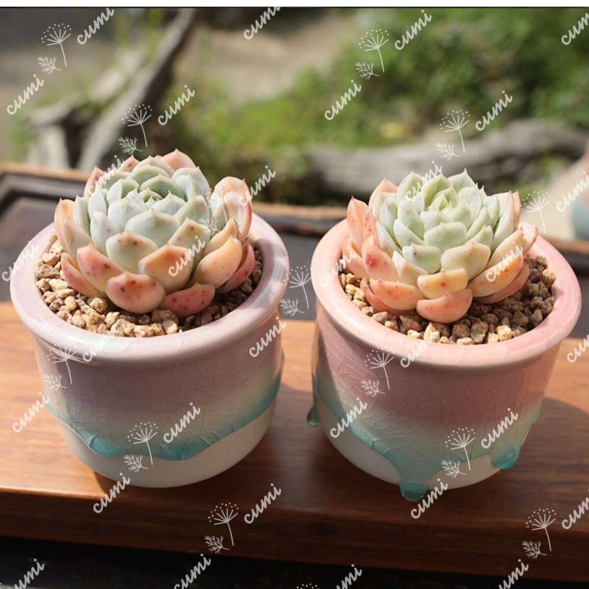 韓国 3号 【2個セット】雫シリーズ P かわいい 窯変 植木鉢 室内 陶器鉢 多肉 植物 鉢植え 激安 レア インテリア プレゼント 海外