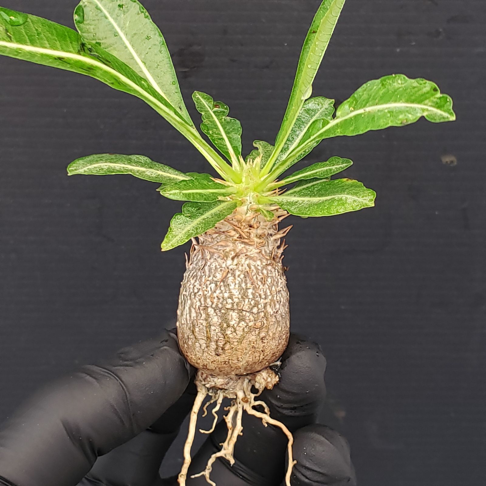 パキポデュウム品種不明株 発根済 現地球 packypodium saundersii（L size）※現地球発根済み株‼︎ ※