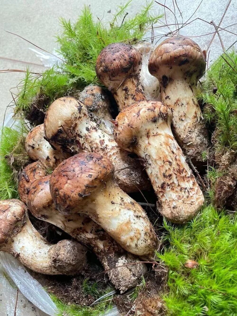 期間限定値下げ特価！鮮度抜群大好評中国産松茸 つぼみM 箱付き1kg 全国送料無料！鮮度抜群大好評中国産松茸 つぼみM 箱付き1kg 国産
