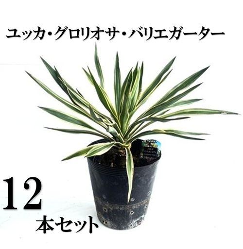 12本セット ユッカ グロリオサ バリエガータ樹高0.3m前後21cmポット