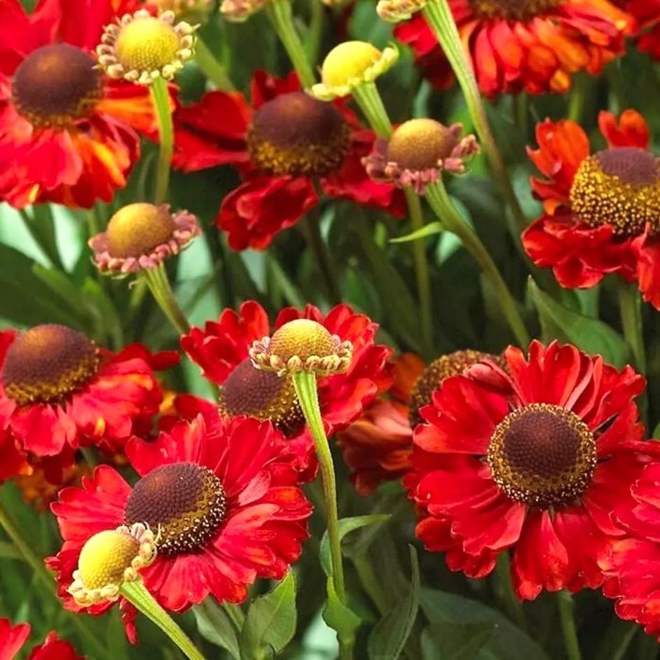 ♡WePlant ♡★花苗～野菜の種子★ 🪴 #黒爪ザラゴーサxチワワエンシス（ウチの5号） 🪴 ウチの