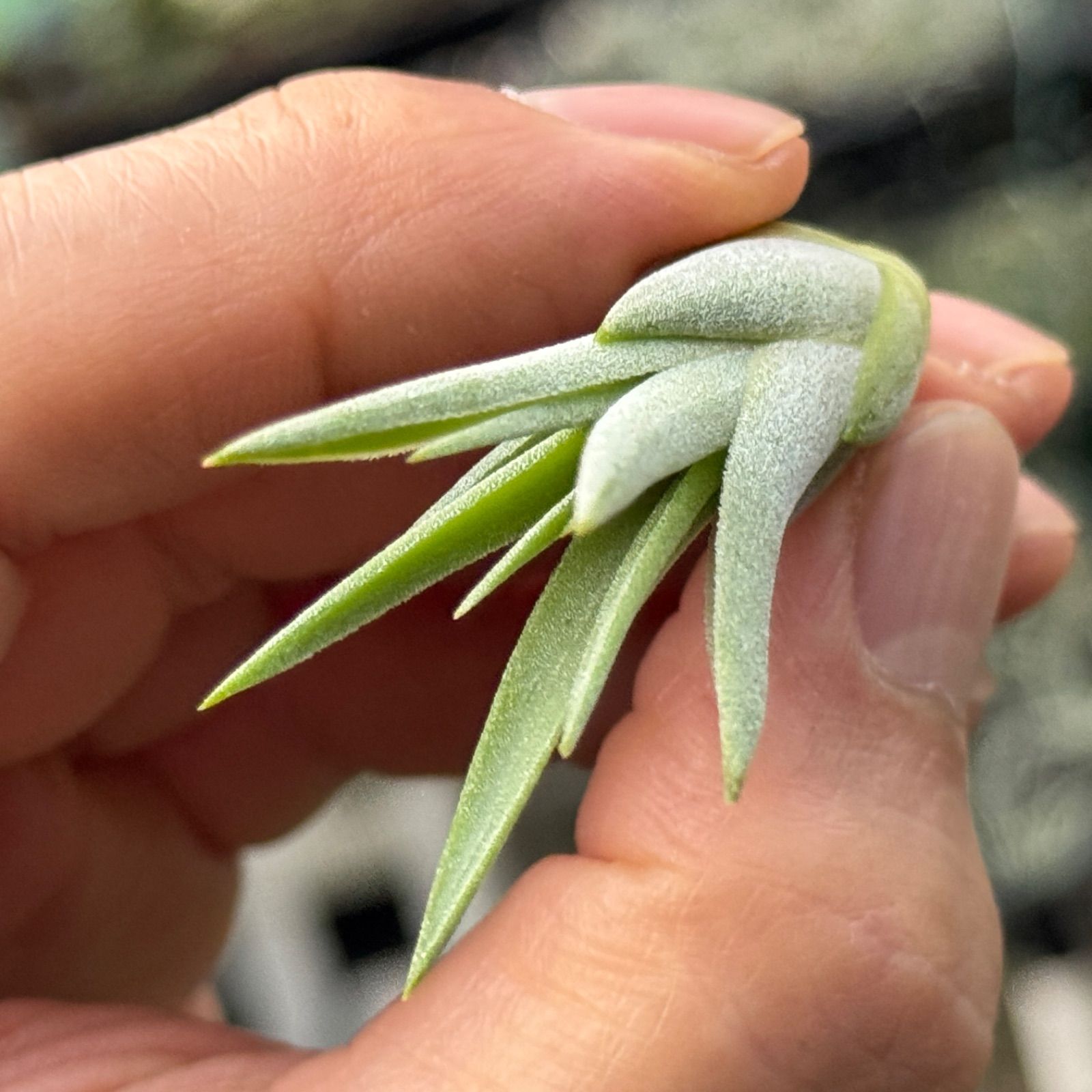 小＊ New! ファットボーイの縦長タイプ＊ チランジア イオナンタ