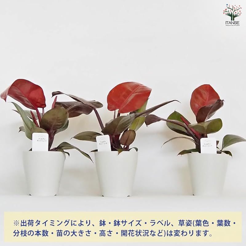 サトイモ科 非耐寒性常緑多年草●新芽は鮮やかな赤色で展開し